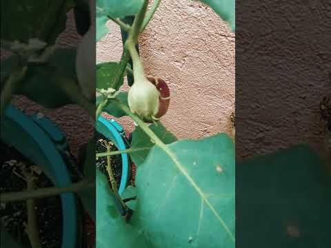 eggplant #shorts #asmr #viral #gardening #satisfying