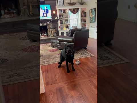 Black Lab Is Excited To Go!