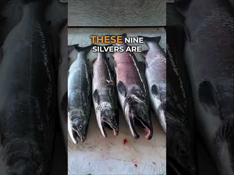 How Much Meat Can You Get from Nine Wild Caught Salmon in Alaska? #travelvlog #fishing #Seward