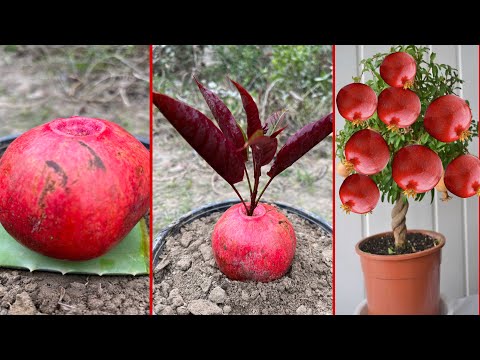 Promigarnate trees grow with promigaranate | easy way to grow fruit trees with aloe Vera |