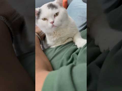 Hi, this is max  loves to be cuddled #pet #cute  #youtubeshorts