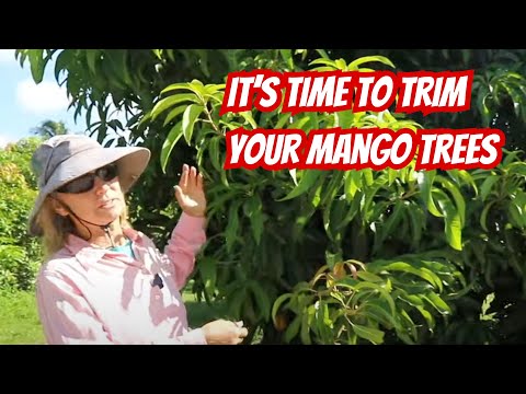 It's Time To Trim Your Mango Trees