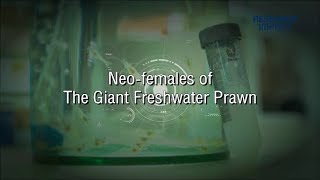 Neo-females of The Giant Freshwater Prawn | Research Impact