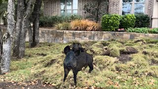 Wild hogs cause expensive damage to residential property