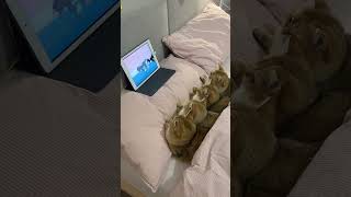 4 Adorable Kittens Watching Tom & Jerry 🐱📺 | Cutest Bedtime Moment! #shorts  #shortvideo