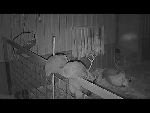 ReindeerCam Live Stream