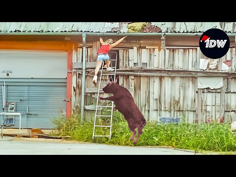 TOTAL IDIOTS AT WORK #285 | Fails of the week | Instant regret compilation 2024