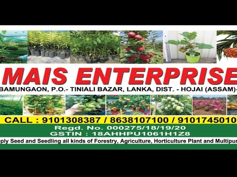 Wholesale Nursery plant supplier - Red sandalwood plant - Supari plant - Macadamia nut farming