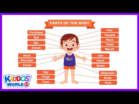 Teaching The Human Body Parts Names Chart