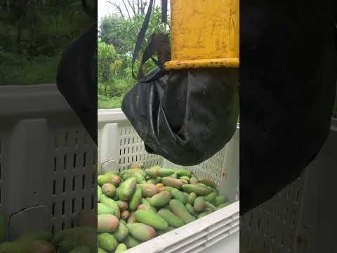 Here's how we pick your mangos. Recogiendo mango #farmlife #mango #finca