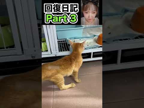 保護猫奇跡の回復 最終編Part3 China TikTok reaction #shorts