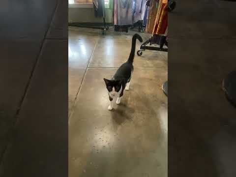 When you go shopping & you fall in love with the cute shop pets ❤️#shorts #cat #dogs 🐈‍⬛Please Sub