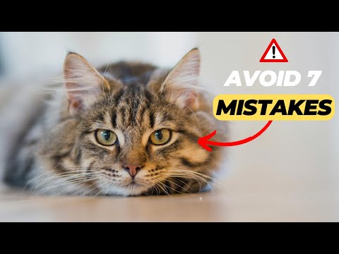 Avoid These 7 Mistakes for Your Cat's Hygiene