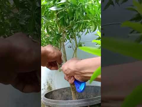 Make seedlings from tree branches with water.#shots #gardening