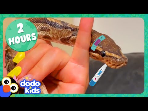 Python Bubble Bath And More Amazing Animal Stories! | Dodo Kids | 2 Hours Of Animals