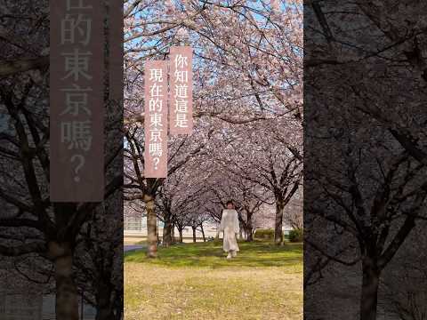 去對地方就能看到盛開櫻花🌸東京大寒櫻現正(2024.3.14)盛放中 #櫻花 #日本櫻花 #日本旅行 #賞櫻 #東京