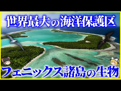 【ゆっくり解説】世界最大の海洋保護区「フェニックス諸島」に住む生き物7選を解説