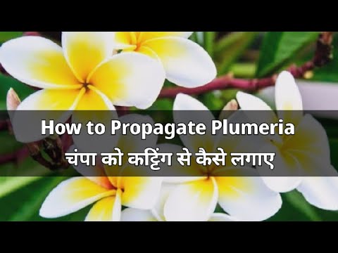 How to propagate Plumeria