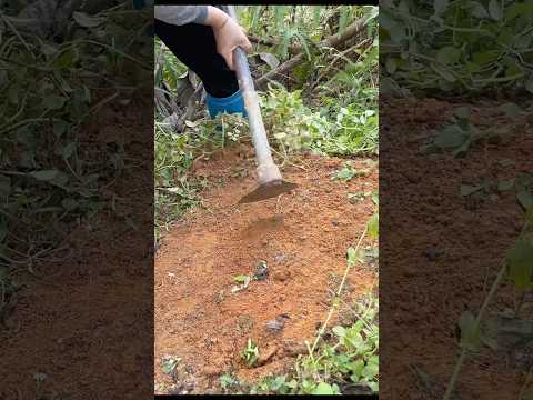 Loosen the grass with a hoe #lifeinthemountains #bushcraft #weeding