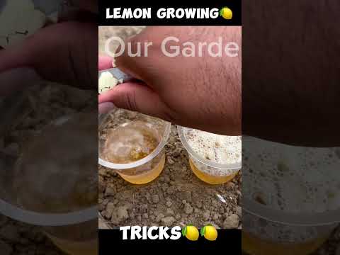 Lemon growing secret tricks🍋🍋🍋🍋