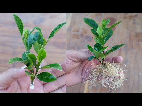 Simple ideas to grow Gardenia plant | How to grow gardenia plant