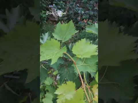 Grapes Plant Air Layering #homegarden #grapegrowing #fruit #satisfying #grape