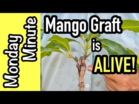 Monday Minute- Mango Graft is ALIVE!