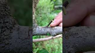 Grafting fruit trees new technique