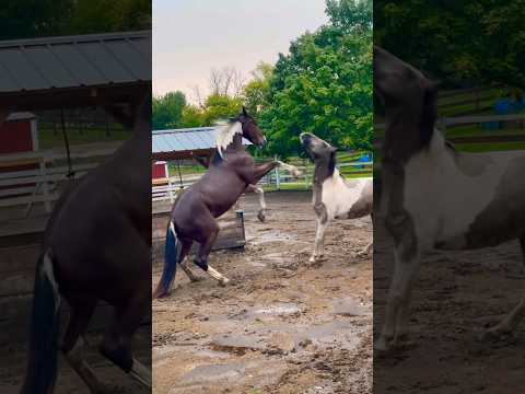 Horses Get Spicy After A Storm! ⚡️