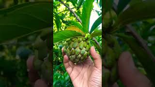 #youtubeshorts #fruit #shortvideo #growtree #tropicalfruit #share #subscribe #support #fruitpicking