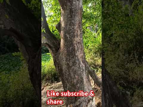 Aam Ki Jhad Ki Katai Kaise Kare//आम की झाड़ की कटाई कैसे करे#🌳🏝️🌡️🥭