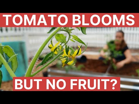 Tomato Blooms But No Fruit | Gardening 101