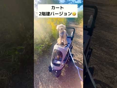 【どこでも乗ります🎵カッコいいと言われたい犬🐶】 #shorts