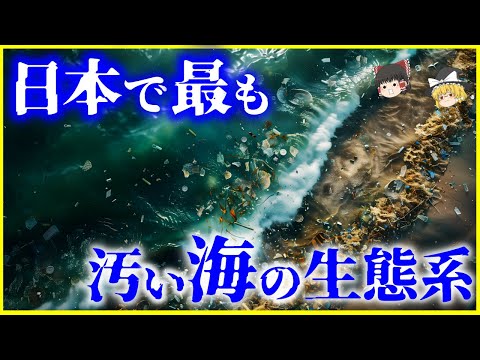 【ゆっくり解説】日本一の汚い海はどこか？日本の「汚い海」ワースト5とその生態を解説/きれいな海、汚い海の定義とは