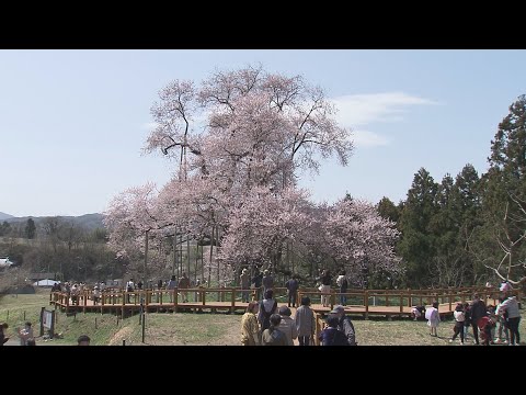 【映像】戸津辺の桜　福島・矢祭町【カメラめせん①】