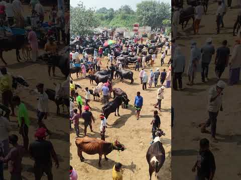 Cow and Buffaloes market chhapiya Gorakhpur #cow #bull #farming #animals #dairy #bullsemen