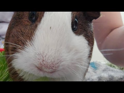 Guinea pigs & distance