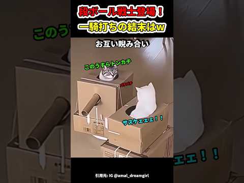 段ボールで喧嘩勃発w猫ちゃん大奮闘！