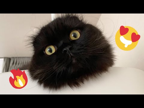 😂 Funniest Cats and Dogs Videos 😺🐶 || 🥰😹 Hilarious Animal Compilation №487