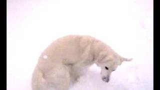 Victor the golden retriever enjoying a Danish winter