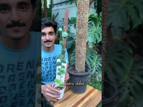 Flat Coir stick for plants #ytshorts #plants #coirstick #monstera