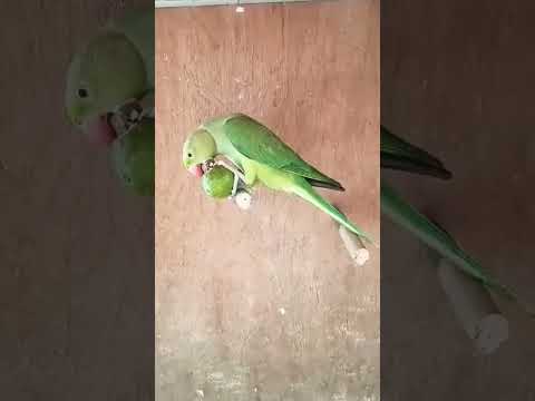 Sweet Guava eating by pet bird #birds #trending #fyp