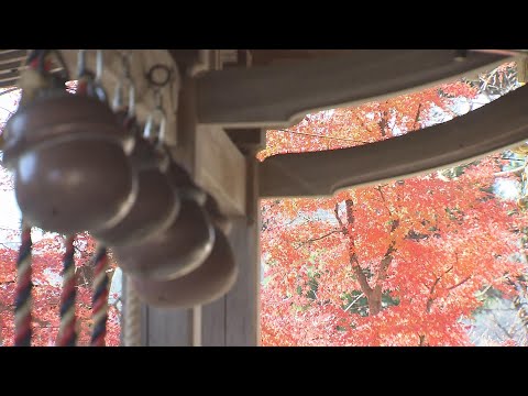 【映像】石都々古和氣神社の紅葉　福島・石川町【四季カメラ】