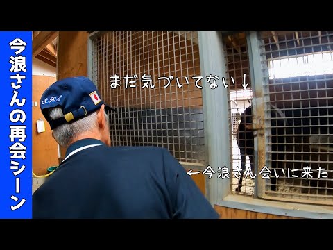 【今浪さんとイモータル再会シーン】お口でカスタネットして喜ぶ馬