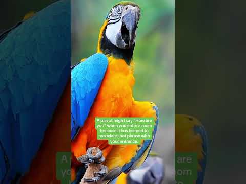 Have you ever "spoken" to a parrot? #naturepbs #wildlife #birds #parrot #animalshorts