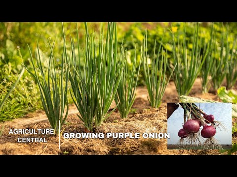 Step-by-Step Guide to Growing and Harvesting Purple Onions