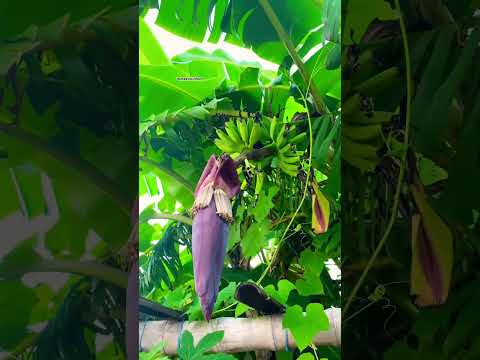 Banana flower 🍌 #banana #bananatree #gardening #garden #organic #shortsfeed #shorts #viral #fyp