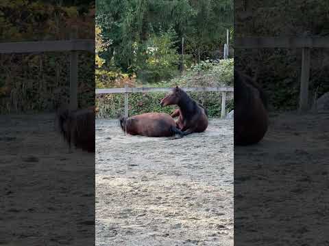 She Rolled On Top Of Luke! #shorts #horses #babyhorse