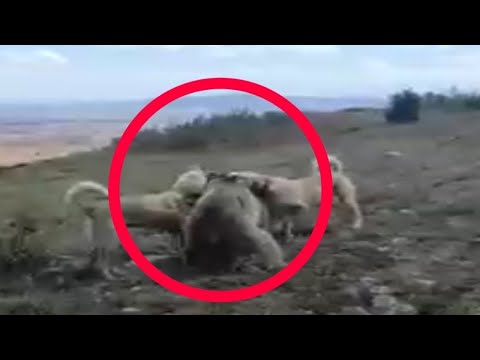 80 Merciless Animal Battles Ever Filmed