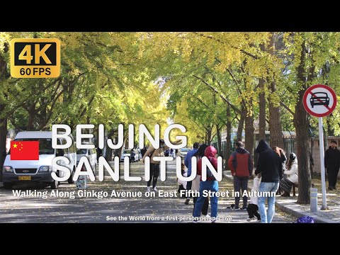 China-Beijing Walking Tour | Autumn Ginkgo Avenue on Sanlitun East Fifth Street Wandering [4K 60FPS]